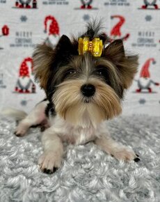 Yorkshirsky terier - Biewer - Yorkshire terrier - Jorkšír