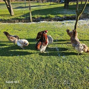 Predám nasadové vajíčka araucana