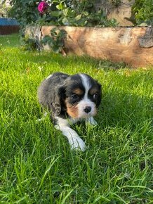 Cavalier king Charles Tricolor