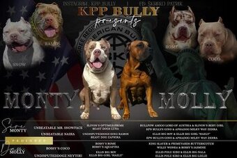 American Bully XL