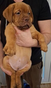 Dogue de bordeaux Francúzsky Mastif