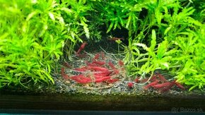 Krevetky Neocaridina Bloody Mary