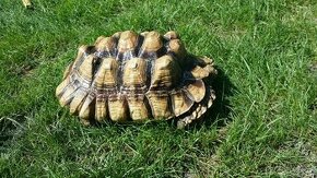 Korytnačka suchozemská - Gelochelone sulcata