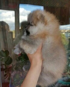 Pomeranian mini