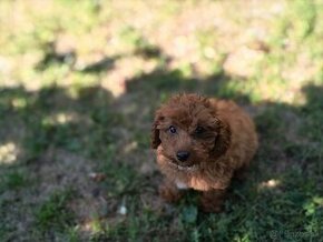 Cavapoo