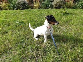 Jack russel terier JRT - 1