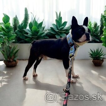 Boston terrier Predám chovného psa, rodokmeň fci