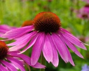 Echinacea purpurea – ružová