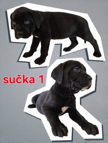 Cane Corso -šteniatká