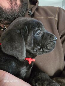 Cane Corso -šteniatká