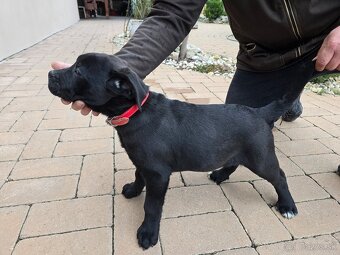 Cane Corso -šteniatká