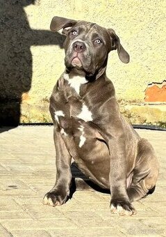 American Bully XL