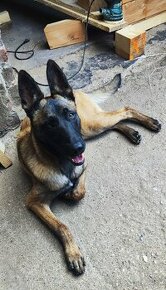 Belgický ovčák malinois rocni fenku