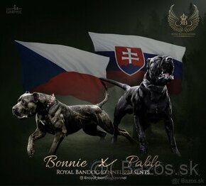 Bandog šteniatka