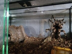 Acanthoscurria geniculata sklípkan, terárium