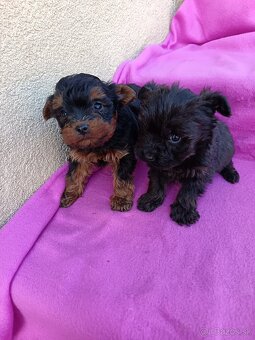 Yorkipoo,Yorkiepoo, Yorkshire terier