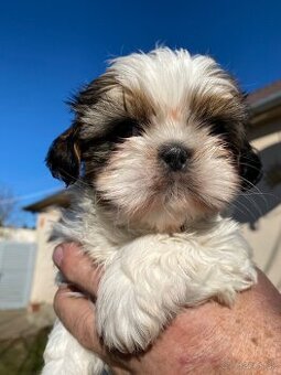 Shi tzu