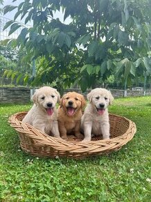 Zlaty retriever