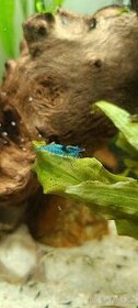 Krevety Neocaridina Blue