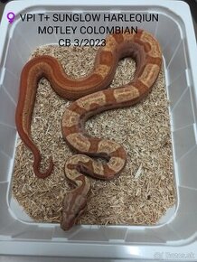 Boa Constrictor VPI T+