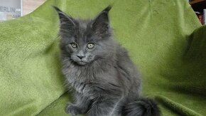 Mainská mývalia ( Maine Coon )