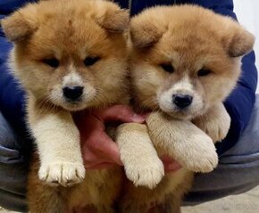 Akita inu, šteniatka Akita Inu