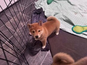 Roztomilé šteniatka Shiba Inu hľadajú milujúci domov