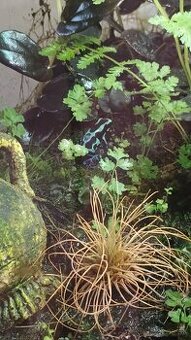 Dendrobates auratus Green