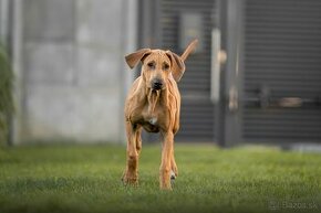 Rhodesian Ridgeback - 1