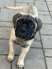 Šteniatka Bullmastiff, Bulmastif (2 sučky)