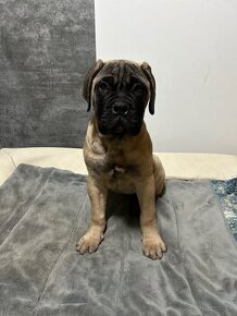 Šteniatka Bullmastiff, Bulmastif (1 sučka)