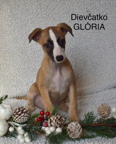 Whippet, fenka vipet s PP