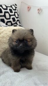 Pomeranian mini boo