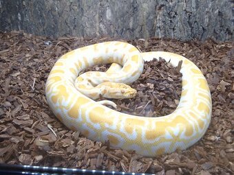 PREDÁM PYTHON MOLURUS BIVITTATUS ALBINO CARAMEL