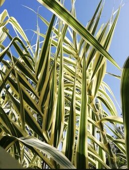 Arundo variegatta ozdobná tráva