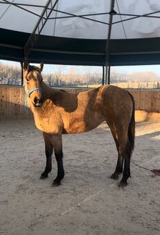 Dvouletá buckskin Quarter Horse klisna, nominace na Futurity