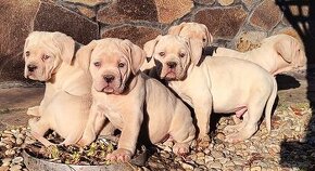 Cane corso STRAW s PP