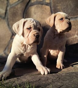 Cane corso STRAW s PP