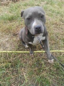 American bully štandard