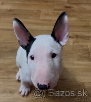 Mini bullterrier, minibull, minibulík,miniaturný bullterrier - 1