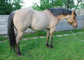 Quarter horse kobyla