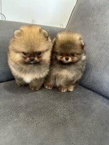 Pomeranian mini