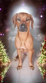 Rhodesian Ridgeback