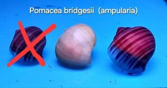 Farebné Ampularie-Pomacea bridgesii