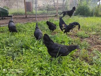 Ayam cemani