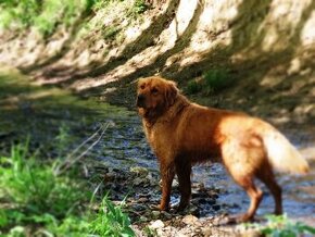 Zlatý retriever na krytie