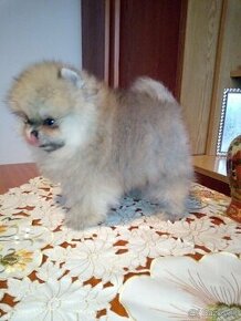 Pomeranian