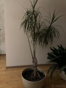 Dracena