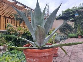 Predám pekny velky agave kaktus