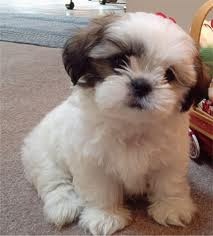 Shi-tzu